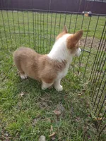 Blazie AKC, a female Pembroke Welsh Corgi for sale in Sumner, TX – Photo 2 of 7