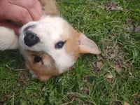 Blazie AKC, a female Pembroke Welsh Corgi for sale in Sumner, TX – Photo 1 of 7