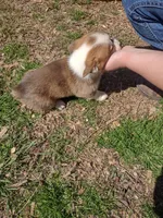 Blazie AKC, a female Pembroke Welsh Corgi for sale in Sumner, TX – Photo 5 of 7