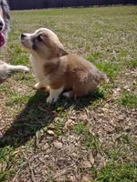 Blazie AKC, a female Pembroke Welsh Corgi for sale in Sumner, TX – Photo 6 of 7