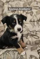 Eggnog, a female Australian Shepherd for sale in Auburn, IN – Photo 2 of 3