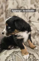 Eggnog, a female Australian Shepherd for sale in Auburn, IN – Photo 1 of 3