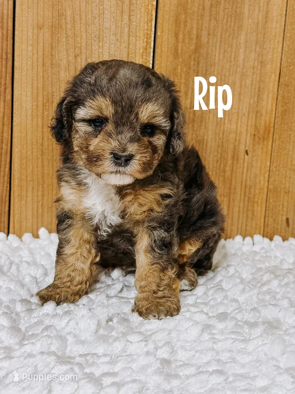 Rip {F1b Cavapoo} – Cavapoo puppy for sale in Columbia City, IN