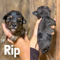 Rip {F1b Cavapoo}, a male Cavapoo for sale in Columbia City, IN – Photo 2 of 2