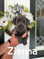 Zienna, a female Labrador Retriever for sale in Columbia City, IN – Photo 3 of 4