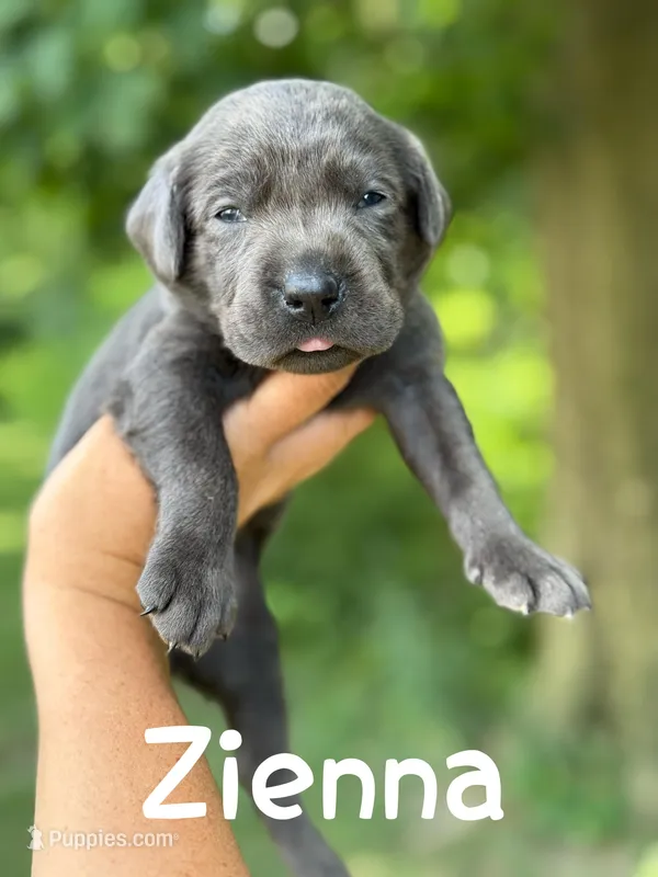 Zienna, a female Labrador Retriever for sale in Columbia City, IN – Photo 1 of 4
