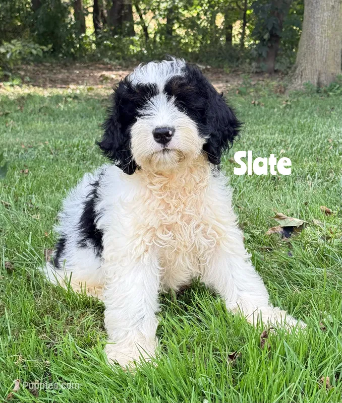 Slate - black/white Mini Bernedoodle – Miniature Bernedoodle puppy for sale in Columbia City, IN