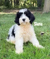 Slate - black/white tan pointed Mini Bernedoodle, a male Miniature Bernedoodle for sale in Columbia City, IN – 5 of 9
