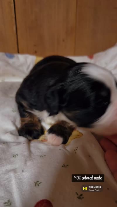 Sully - Tricolored Mini Bernedoodle, a male Miniature Bernedoodle for sale in Columbia City, IN – 3 of 3
