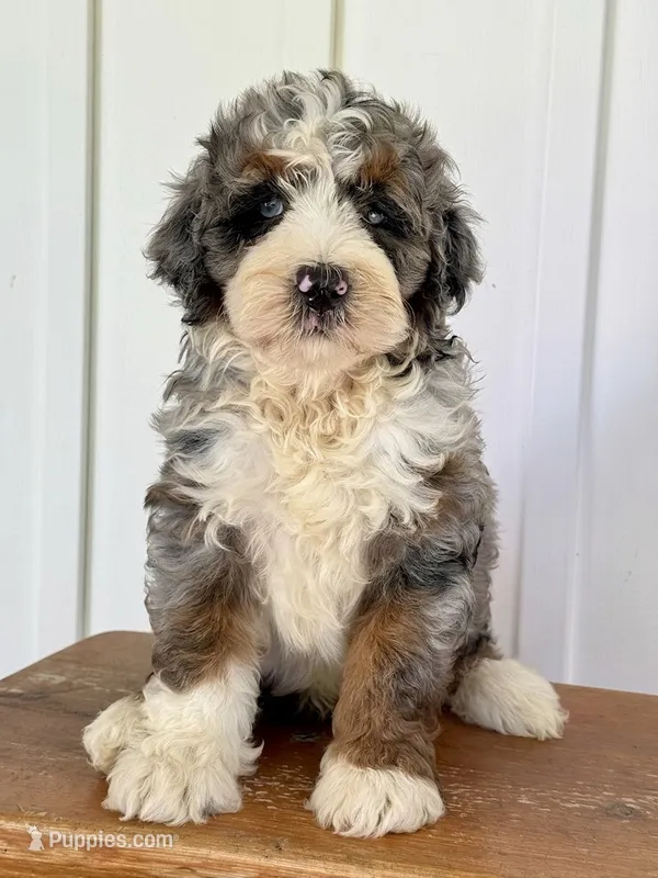 Silas - Blue Merle Mini Bernedoodle  – Miniature Bernedoodle puppy for sale in Columbia City, IN