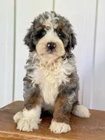 Silas - Blue Merle Mini Bernedoodle , a male Miniature Bernedoodle for sale in Columbia City, IN – 1 of 4