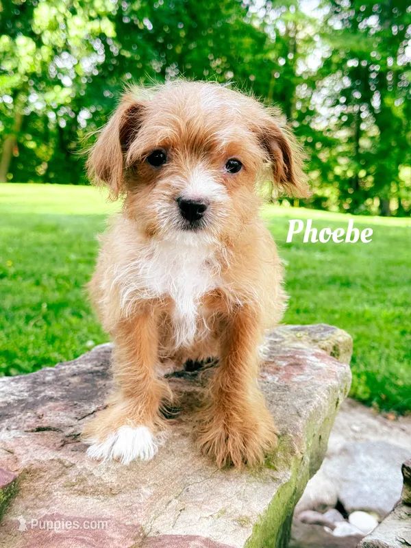 Pheobe (Bossi-Poo) – Boston Terrier, Poodle - Toy  puppy for sale in Columbia City, IN