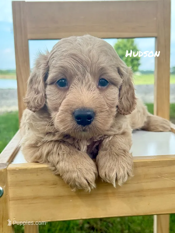Hudson – Miniature Goldendoodle puppy for sale in Columbia City, IN