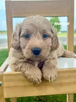 Hudson, a male Miniature Goldendoodle for sale in Columbia City, IN – 1 of 2