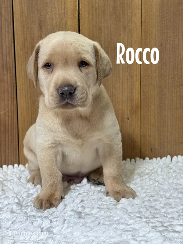 Rocco (black nose/champagne) – Labrador Retriever puppy for sale in Columbia City, IN