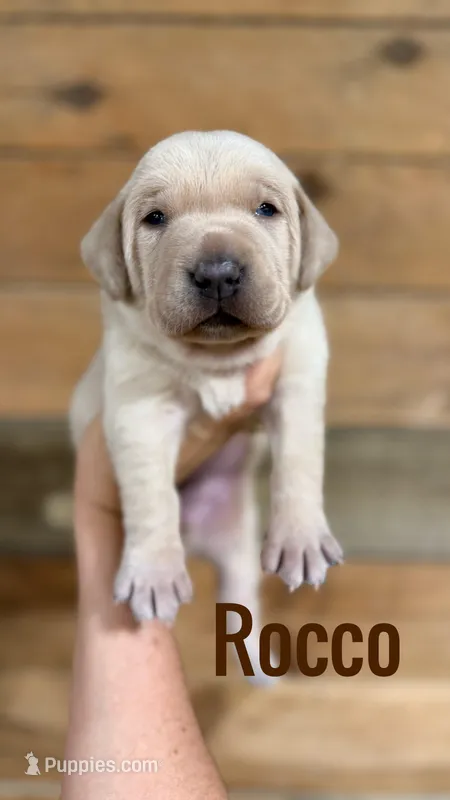Rocco (black nose/champagne) – Labrador Retriever puppy for sale in Columbia City, IN
