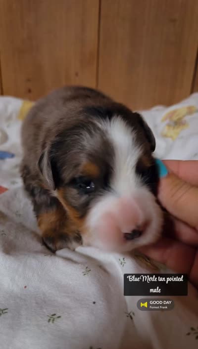 Sterling - Blue Merle Mini Bernedoodle, a male Miniature Bernedoodle for sale in Columbia City, IN – 3 of 3