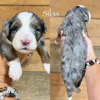 Silas - Blue Merle Mini Bernedoodle , a male Miniature Bernedoodle for sale in Columbia City, IN – 2 of 3