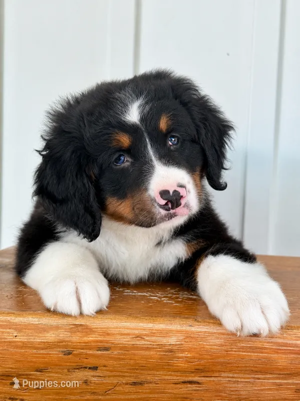 Sophia - Tricolored Mini Bernedoodle – Miniature Bernedoodle puppy for sale in Columbia City, IN