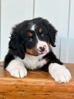 Sophia - Tricolored Mini Bernedoodle, a female Miniature Bernedoodle for sale in Columbia City, IN – 1 of 4