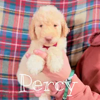 Percy, a male Saint Berdoodle for sale in Columbia City, IN – Photo 2 of 3