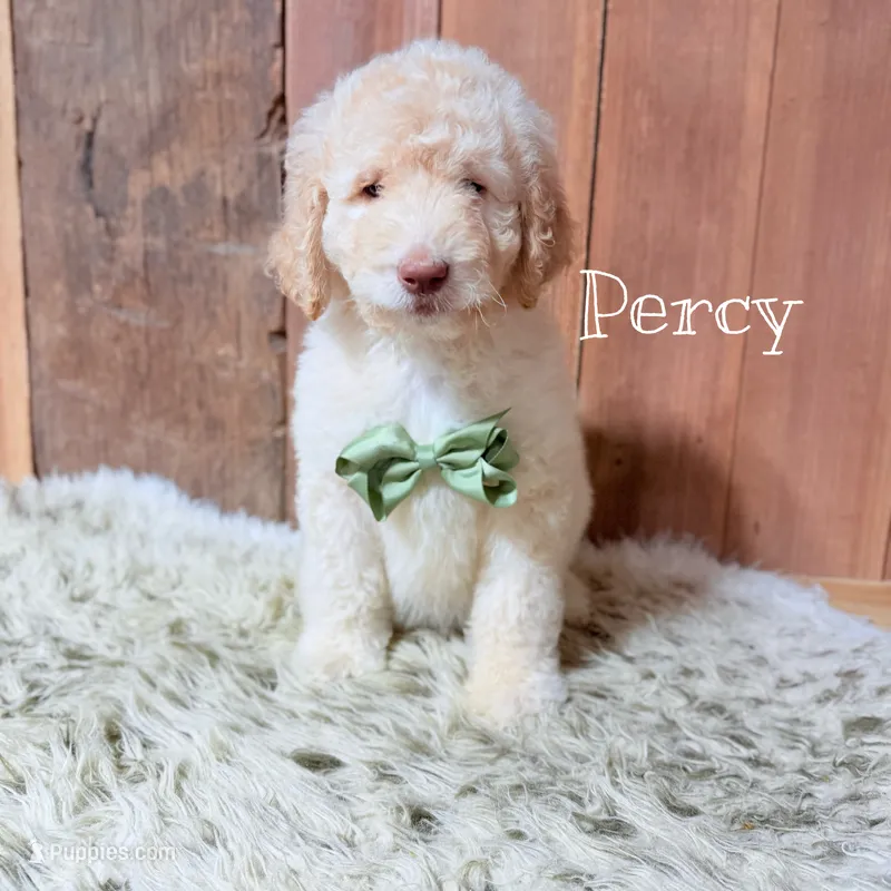 Percy