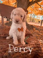 Percy, a male Saint Berdoodle for sale in Columbia City, IN – Photo 3 of 3