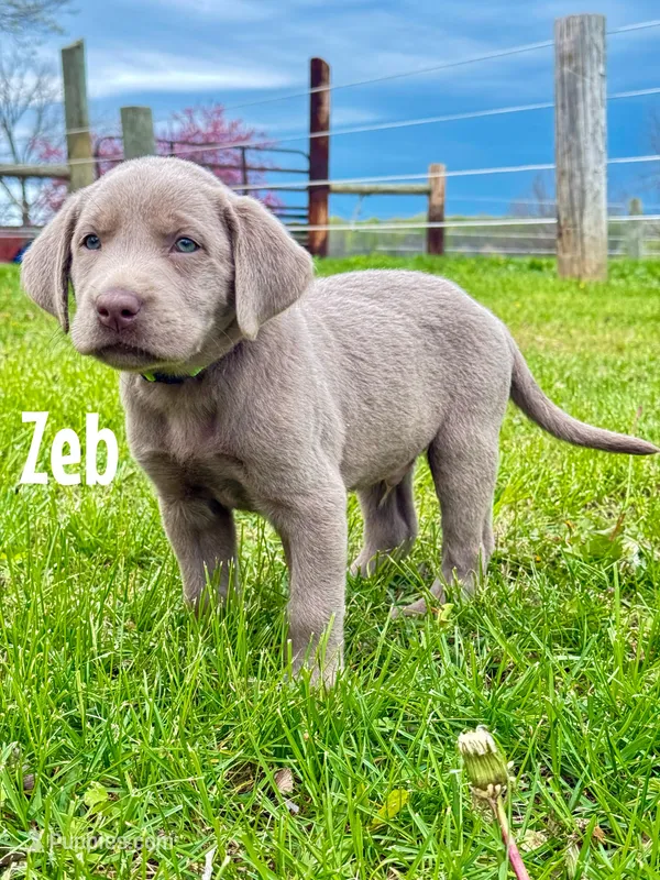 Zeb – Labrador Retriever puppy on hold in Columbia City, IN