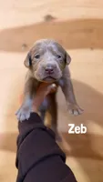 Zeb, a female Labrador Retriever for sale in Columbia City, IN – 3 of 3