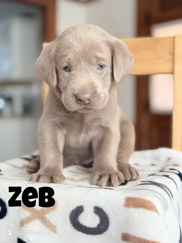 Zeb – Labrador Retriever puppy for sale in Columbia City, IN