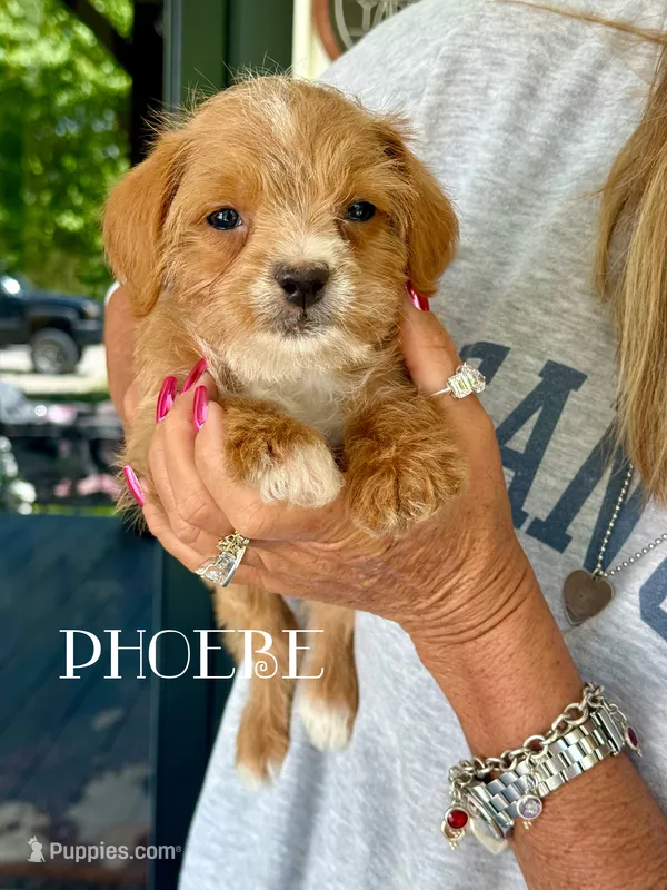 Pheobe (Bossi-Poo) – Boston Terrier, Poodle - Toy  puppy for sale in Columbia City, IN