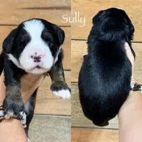 Sully - Tricolored Mini Bernedoodle, a male Miniature Bernedoodle for sale in Columbia City, IN – 2 of 3