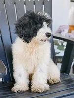 Slate - black/white tan pointed Mini Bernedoodle, a male Miniature Bernedoodle for sale in Columbia City, IN – 4 of 9