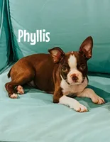 Pheonix, a male Boston Terrier and Poodle - Toy  for sale in Columbia City, IN – 2 of 3