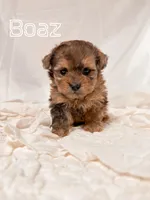Boaz, a male Shihpoo for sale in Columbia City, IN – Photo 1 of 4