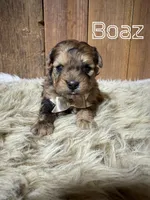 Boaz, a male Shihpoo for sale in Columbia City, IN – Photo 2 of 4