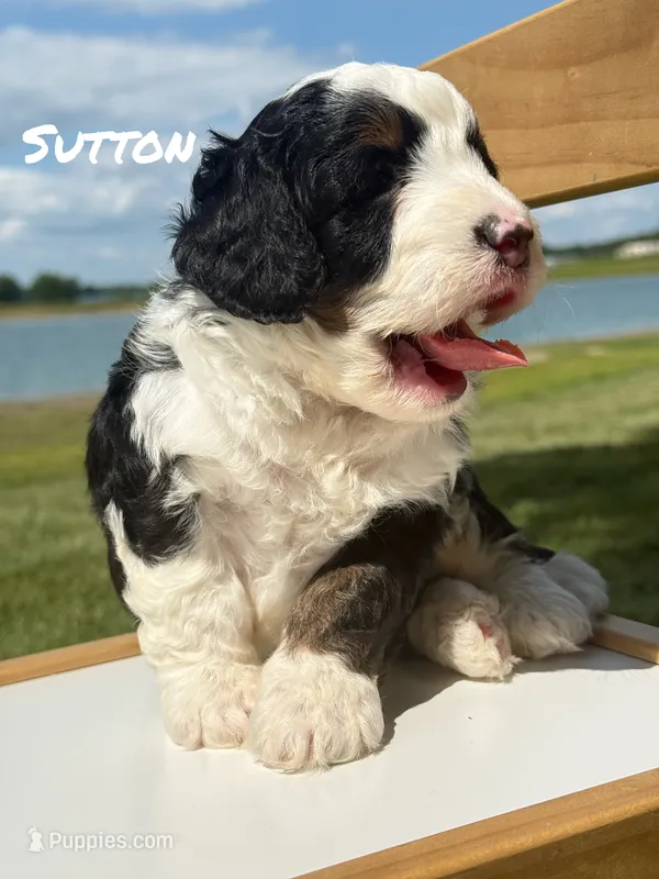 Sutton - Tricolored Mini Bernedoodle – Miniature Bernedoodle puppy for sale in Columbia City, IN