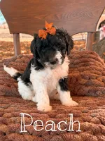 Peach, a female Saint Berdoodle for sale in Columbia City, IN – Photo 3 of 3