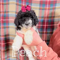 Peach, a female Saint Berdoodle for sale in Columbia City, IN – Photo 2 of 3