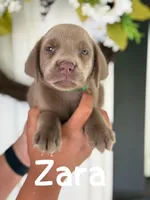 Zara, a female Labrador Retriever for sale in Columbia City, IN – Photo 1 of 4