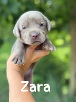 Zara, a female Labrador Retriever for sale in Columbia City, IN – Photo 2 of 4