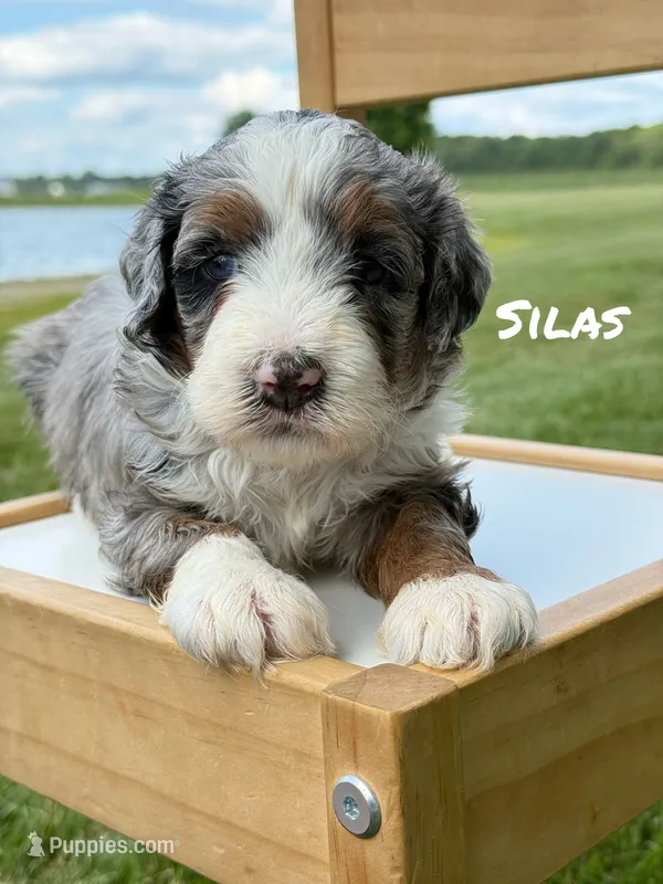 Silas - Blue Merle Mini Bernedoodle  – Miniature Bernedoodle puppy for sale in Columbia City, IN