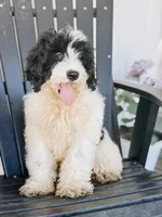 Slate - black/white tan pointed Mini Bernedoodle, a male Miniature Bernedoodle for sale in Columbia City, IN – 2 of 9