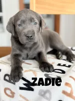 Zadie, a female Labrador Retriever for sale in Columbia City, IN – 2 of 3