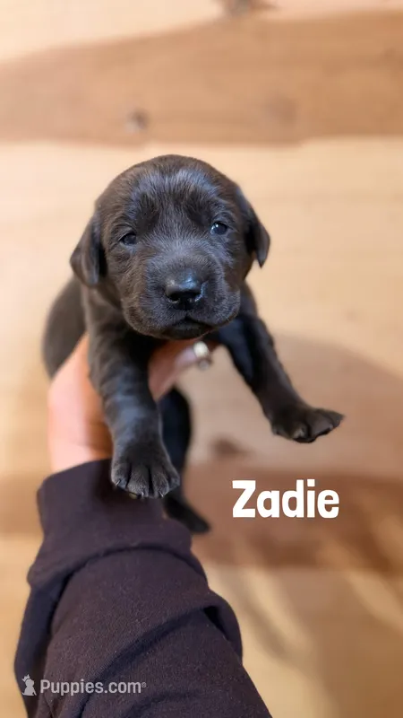 Zadie – Labrador Retriever puppy for sale in Columbia City, IN