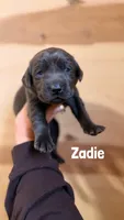 Zadie, a female Labrador Retriever for sale in Columbia City, IN – 3 of 3