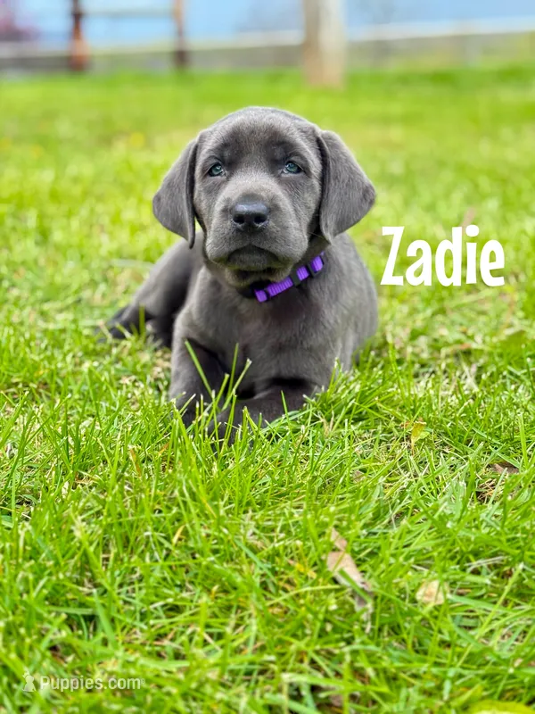 Zadie – Labrador Retriever puppy on hold in Columbia City, IN