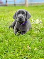 Zadie, a female Labrador Retriever for sale in Columbia City, IN – 1 of 3