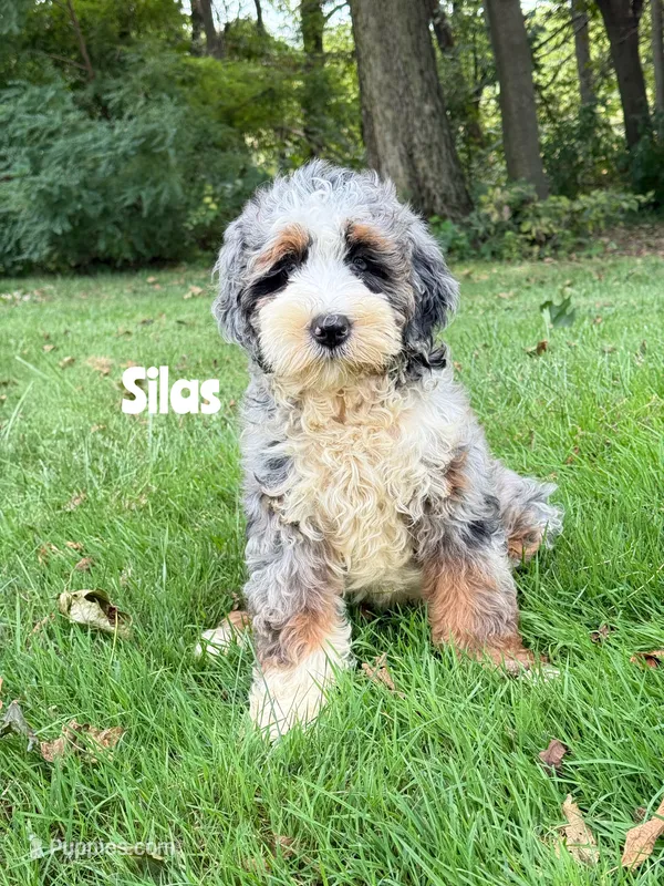 Silas - Blue Merle Mini Bernedoodle  – Miniature Bernedoodle puppy for sale in Columbia City, IN