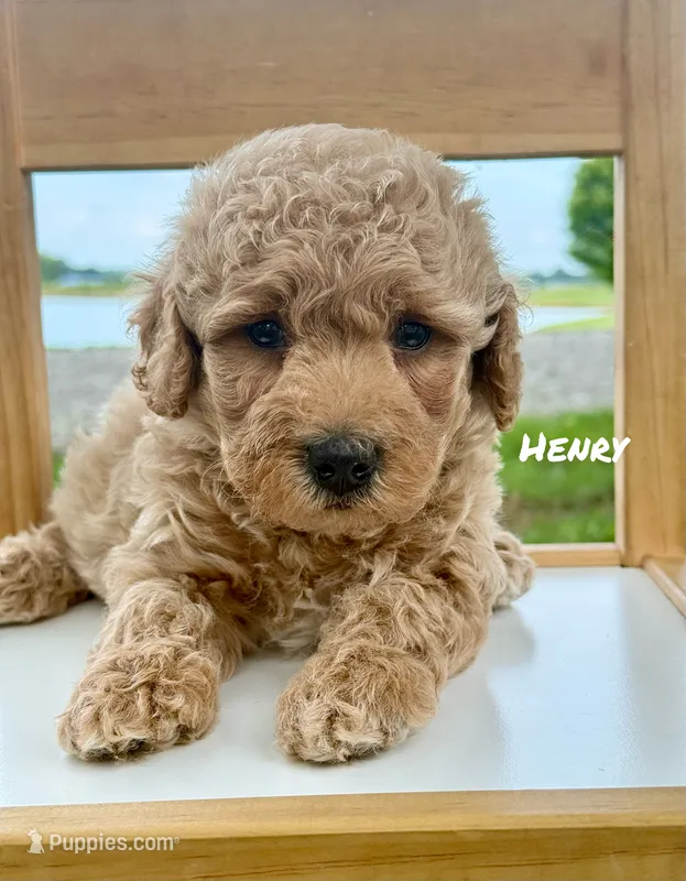 Henry – Miniature Goldendoodle puppy for sale in Columbia City, IN